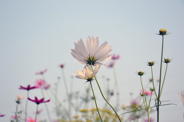 Cosmea 花卉 夏季花卉 - 上的免费照片