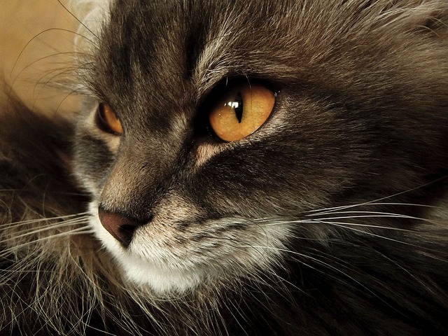 猫 动物 自制 - 上的免费照片