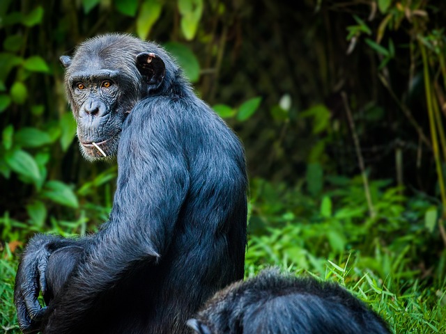 黑猩猩 猴 猿 - 上的免费照片