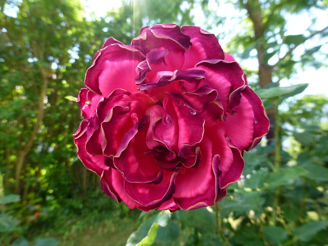 花 红色的 玫瑰 - 上的免费照片