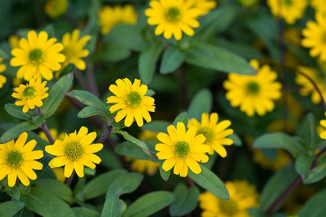 Sanvitalia Procumbens 轻骑兵按钮 花 - 上的免费照片