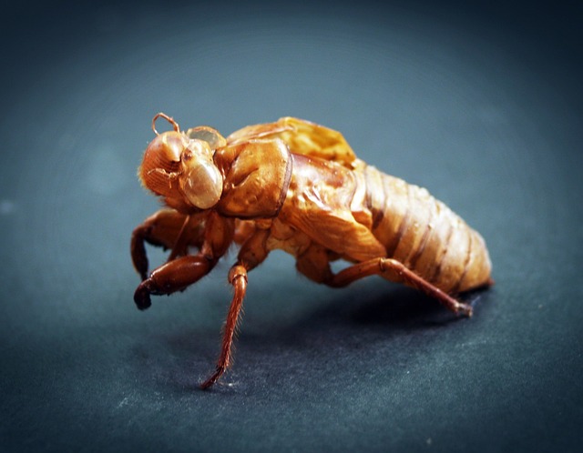 抽象 年龄 动物 - 上的免费照片