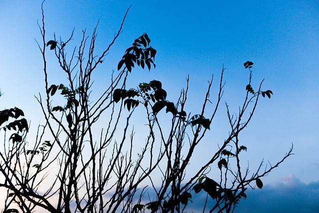 春天 树 植物 - 上的免费照片