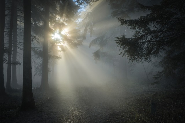 阳光 森林 多雾路段 - 上的免费照片