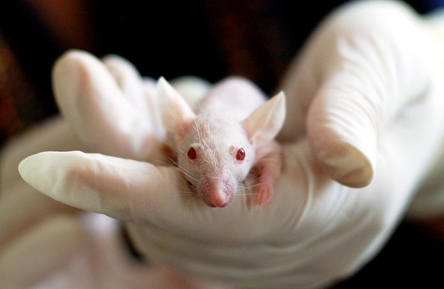 动物 鼠 实验 - 上的免费照片
