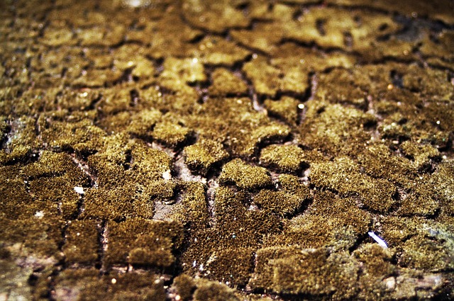 吠 树 木头 - 上的免费照片