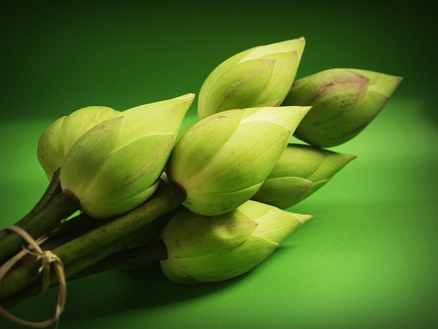 莲花 花 花园 - 上的免费照片