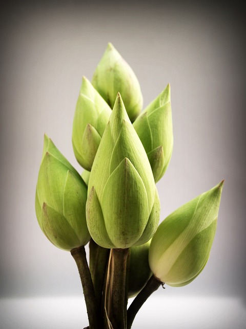 莲花 花 花园 - 上的免费照片