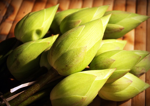 莲花 花 花园 - 上的免费照片