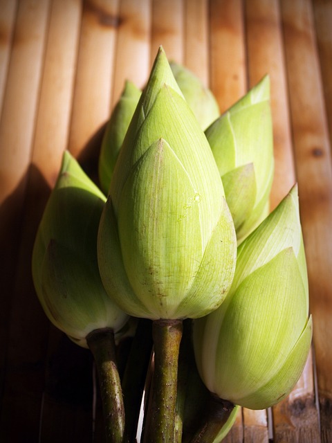 莲花 花 花园 - 上的免费照片