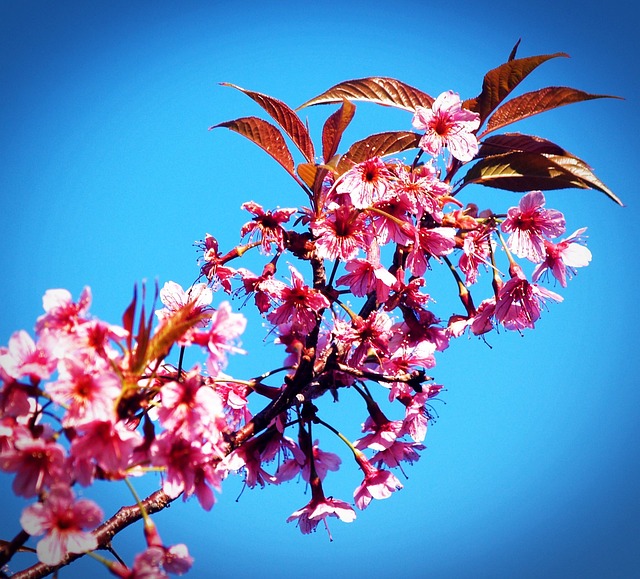 李子 野生喜马拉雅樱桃 樱花 泰国 - 上的免费照片