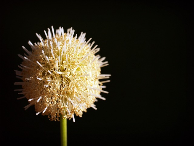 白色的 波皮纳克 表面 - 上的免费照片