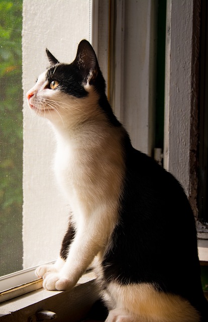 猫 小猫 雄猫 - 上的免费照片