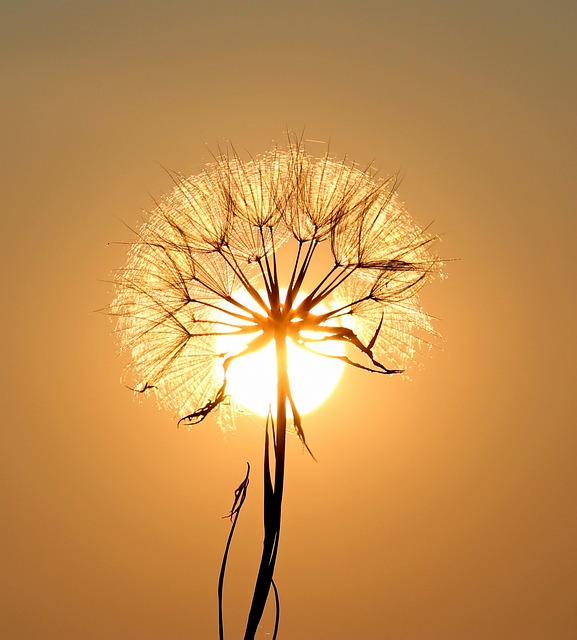 蒲公英 太阳 背光 - 上的免费照片