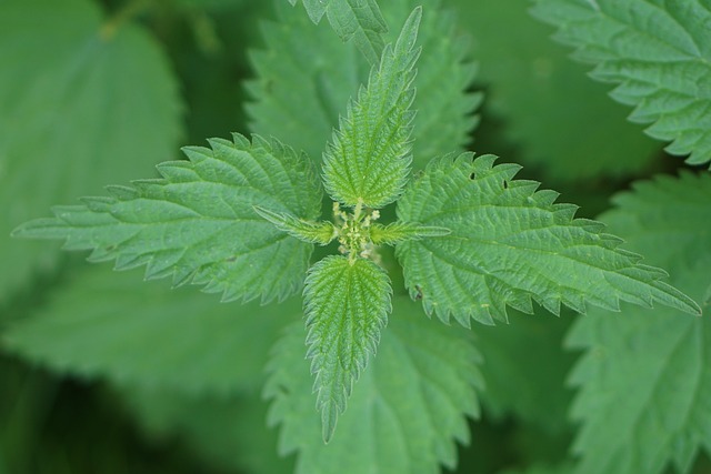 荨麻 植物 痛苦 - 上的免费照片