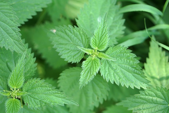 荨麻 植物 痛苦 - 上的免费照片