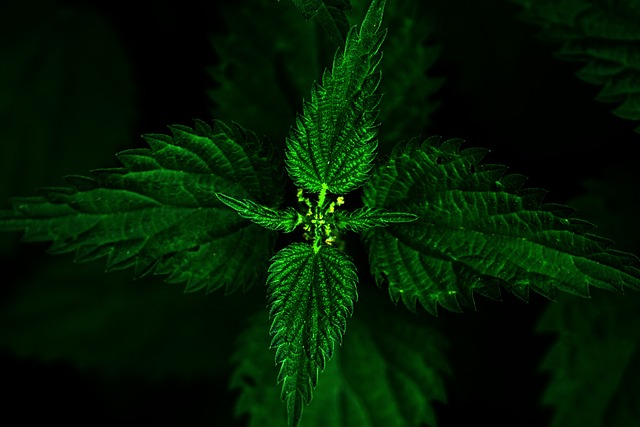 荨麻 植物 痛苦 - 上的免费照片