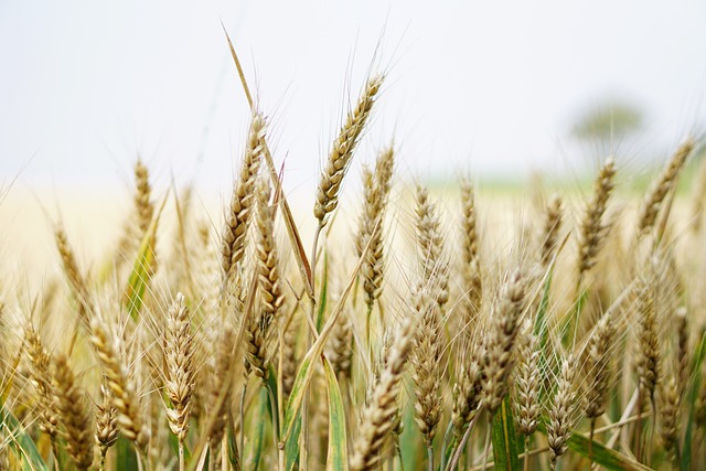 小麦 麦田 玉米地 - 上的免费照片