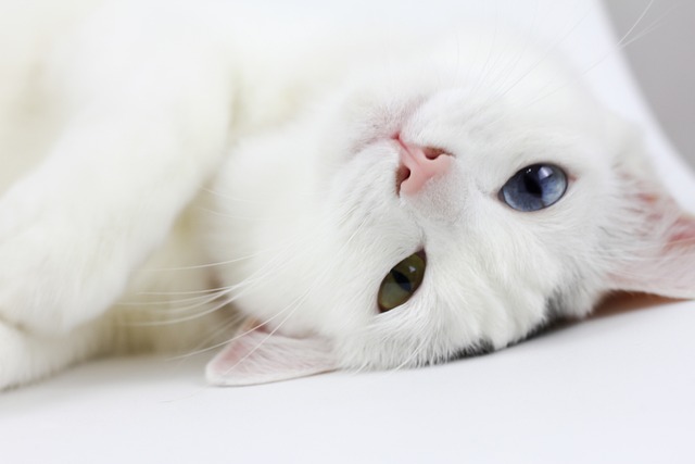 猫 白猫 躺 - 上的免费照片