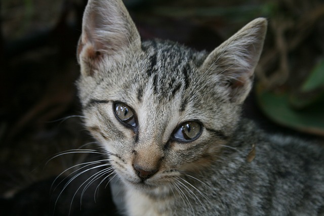 猫 蒂格特 可爱的 - 上的免费照片
