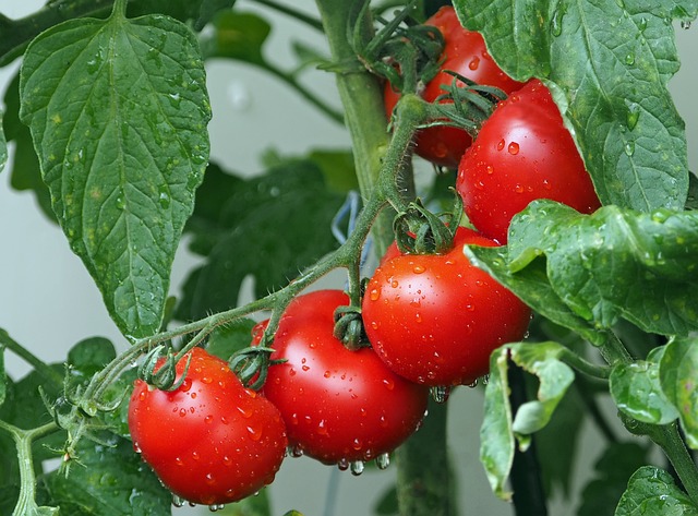 番茄 葡萄藤 水滴 - 上的免费照片