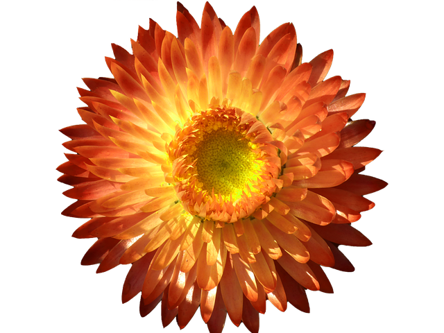 稻草花 开花 橙色的 - 上的免费照片