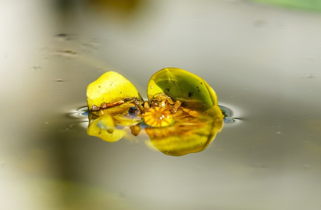荷花 日本池塘玫瑰 粳稻 - 上的免费照片