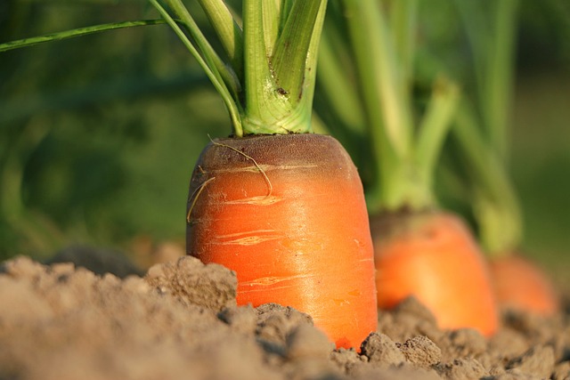 萝卜 生长 蔬菜 - 上的免费照片