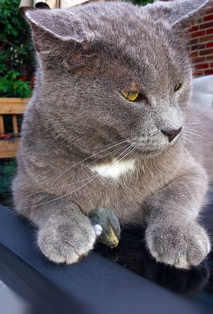 猫 猫科动物 灰色的 - 上的免费照片