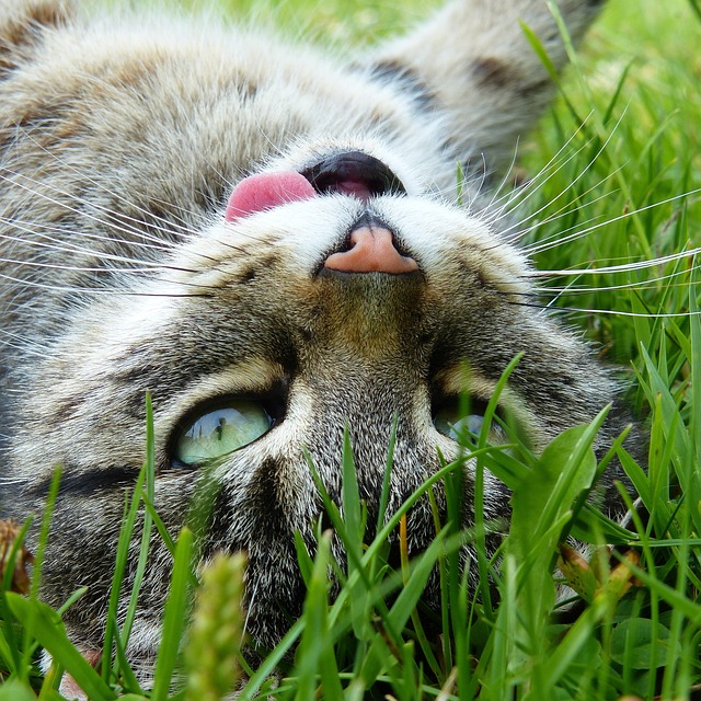 猫 老虎 蒂格特 - 上的免费照片