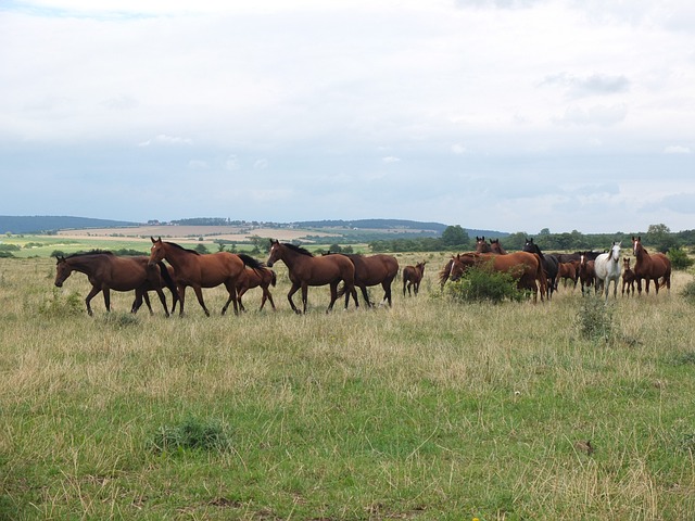 放牧 马匹 马群 - 上的免费照片