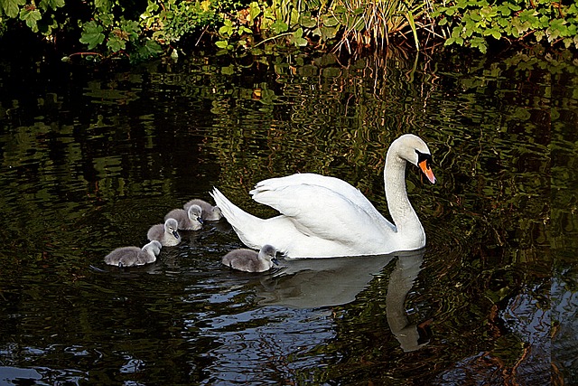 天鹅 鸟 Cygnets - 上的免费照片