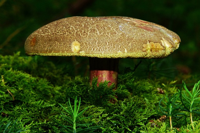 红脚牛肝菌 蘑菇 食用 - 上的免费照片