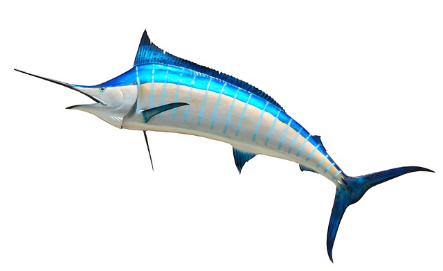 蓝枪鱼 动物标本剥制术 鱼 - 上的免费照片