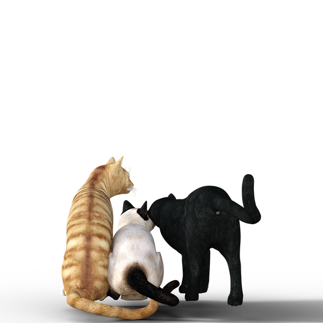 猫 鲭鱼 灰玫瑰 - 上的免费图片