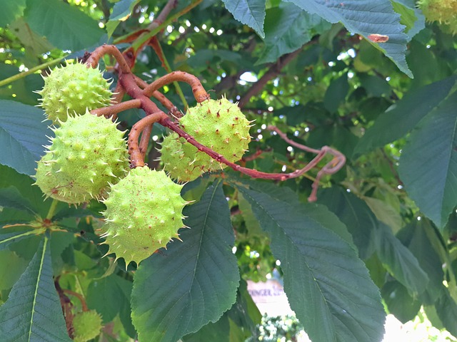 板栗 树植物 自然 - 上的免费照片