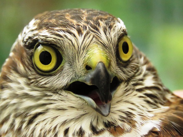 Sperber 猛禽 羽毛 - 上的免费照片