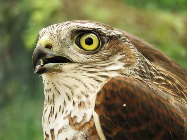 Sperber 猛禽 抓握 - 上的免费照片