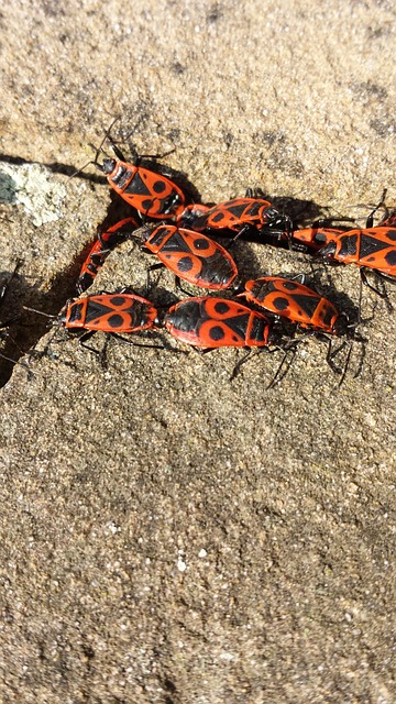 火虫 性质 昆虫 - 上的免费照片