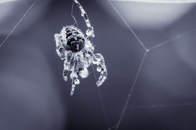 花园蜘蛛 圆蛛 蜘蛛 - 上的免费照片
