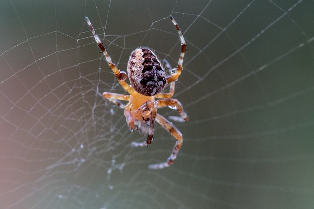 花园蜘蛛 圆蛛 蜘蛛 - 上的免费照片