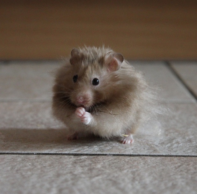 仓鼠 啮齿动物 动物 - 上的免费照片