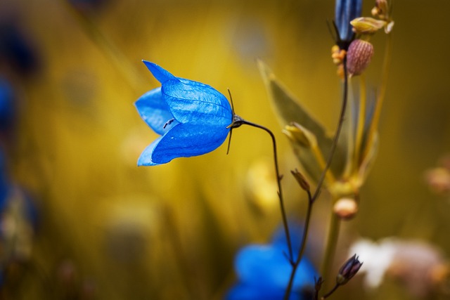 风铃草 蓝花 花瓣 - 上的免费照片