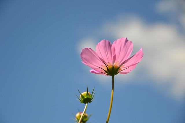 Cosmea 花卉 植物 - 上的免费照片