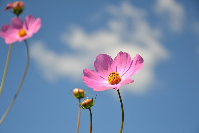 Cosmea 花卉 植物 - 上的免费照片