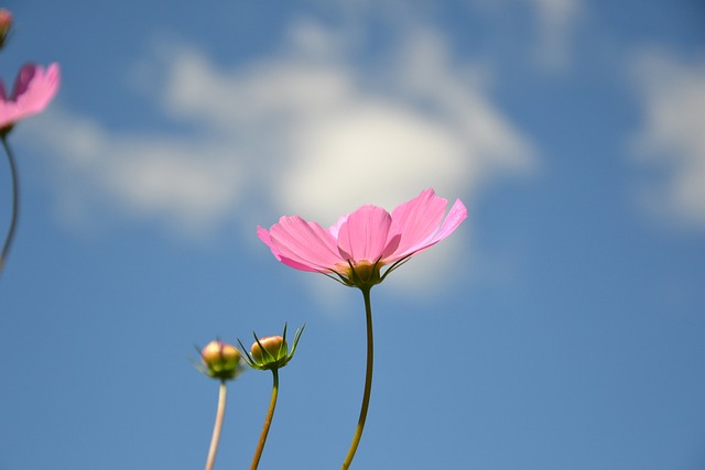 Cosmea 花卉 植物 - 上的免费照片