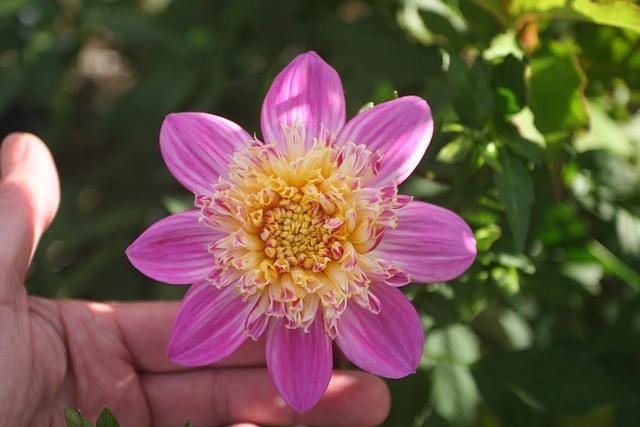 大丽花 各种阿尔芬 Perl 花 - 上的免费照片