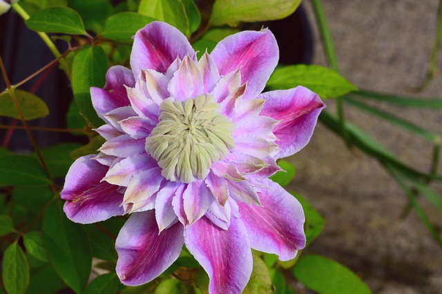 铁线莲 约瑟芬 登山者 - 上的免费照片