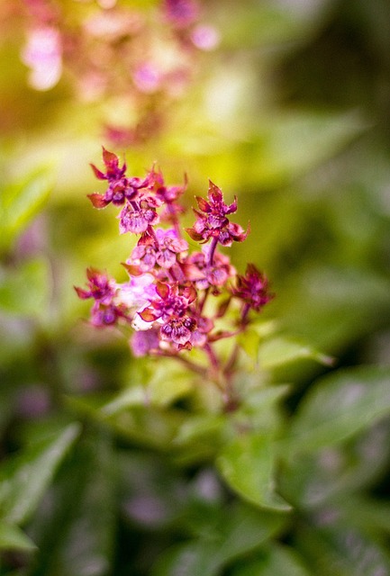 花 紫色 紫雏菊 - 上的免费照片