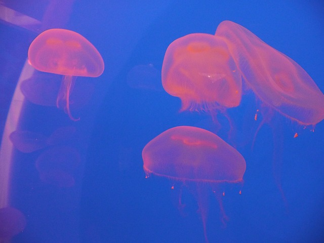 水母 海蜇 水 - 上的免费照片